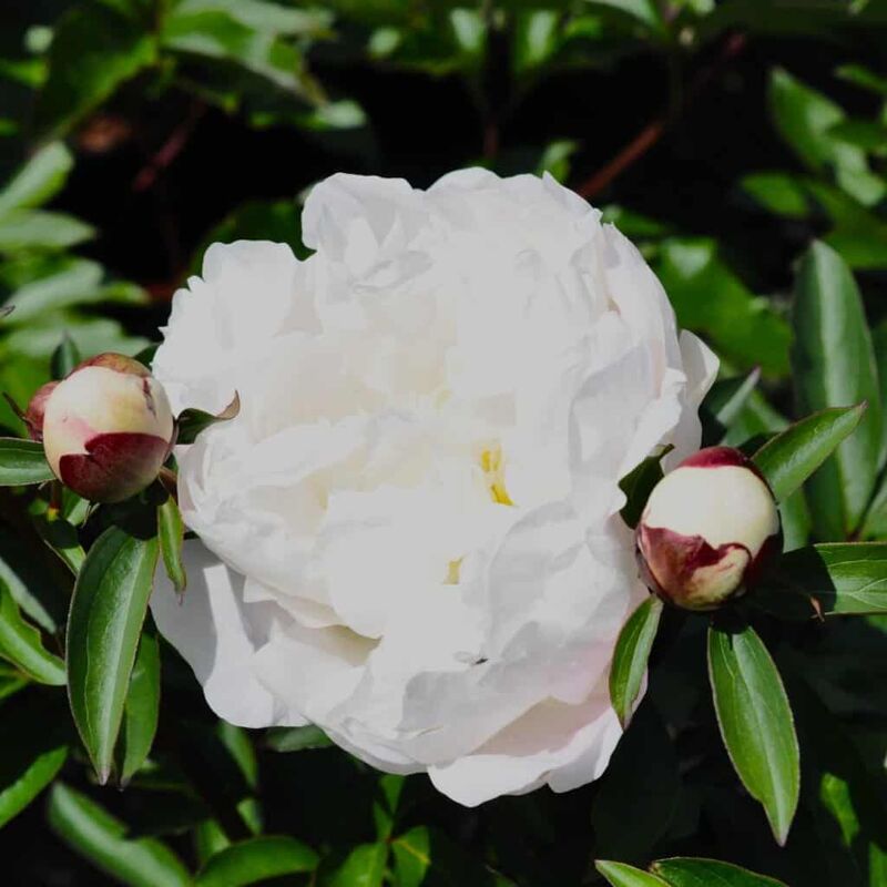 Paeonia lactiflora 'Immaculee' ---